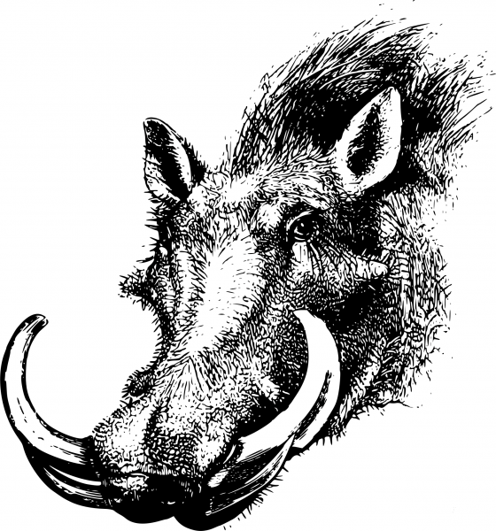 Vintage Warthog Head coloring page image