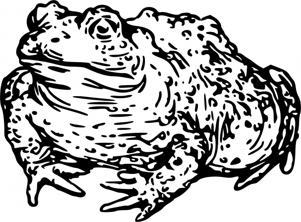 Vintage Warty Toad coloring page image