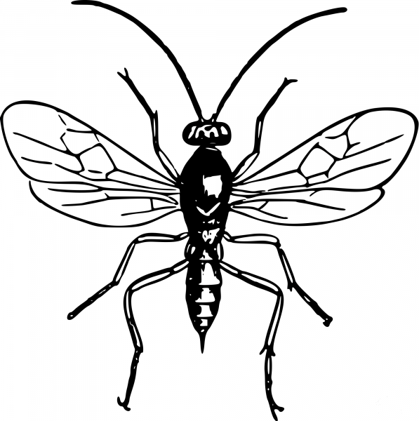 Vintage Wasp coloring page image