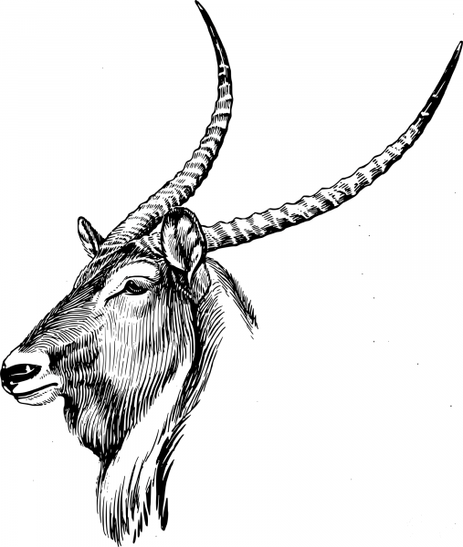 Vintage Waterbuck coloring page image
