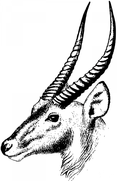 Vintage Waterbuck coloring page image