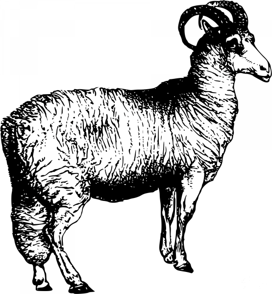 Vintage Welsh Sheep coloring page image