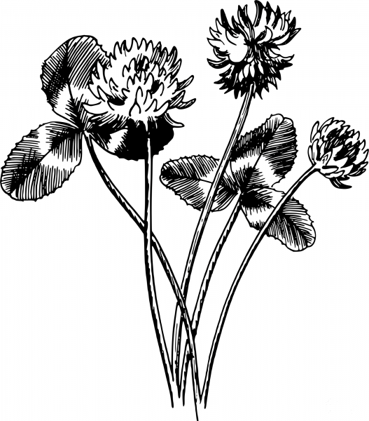 Vintage White Clover coloring page image