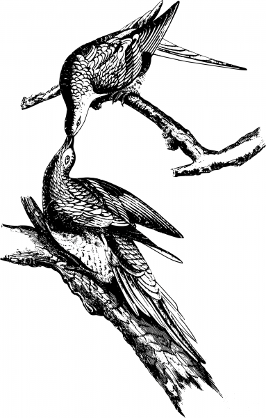 Vintage Wild Pigeon coloring page image