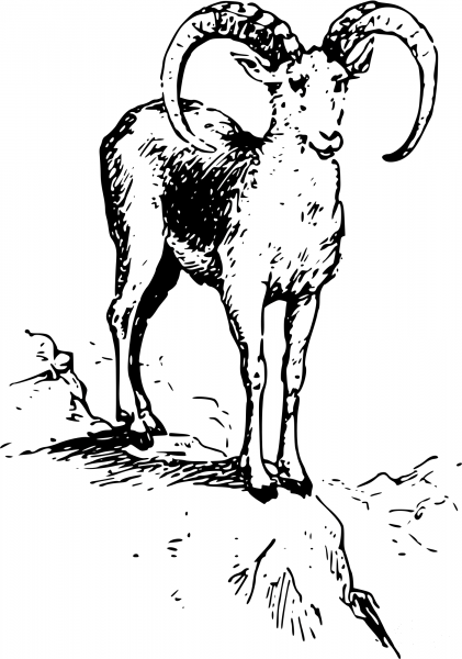 Vintage Wild Sheep coloring page image
