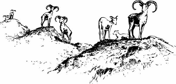 Vintage Wild Sheep coloring page image