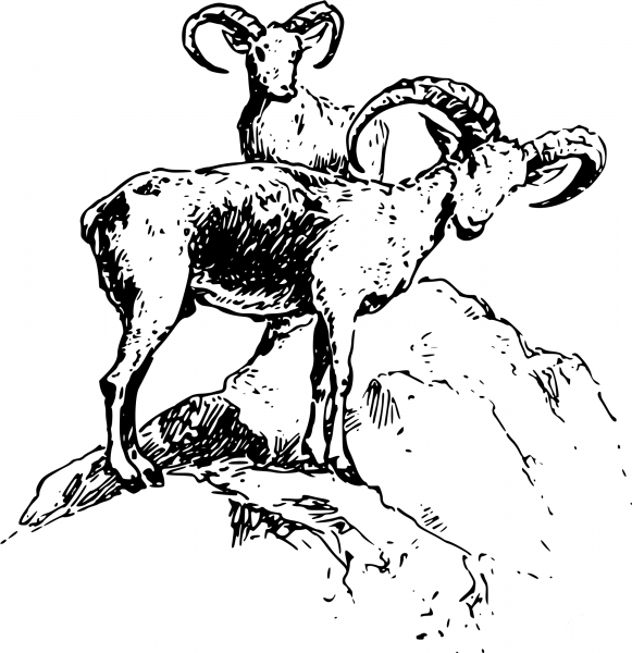 Vintage Wild Sheep coloring page image