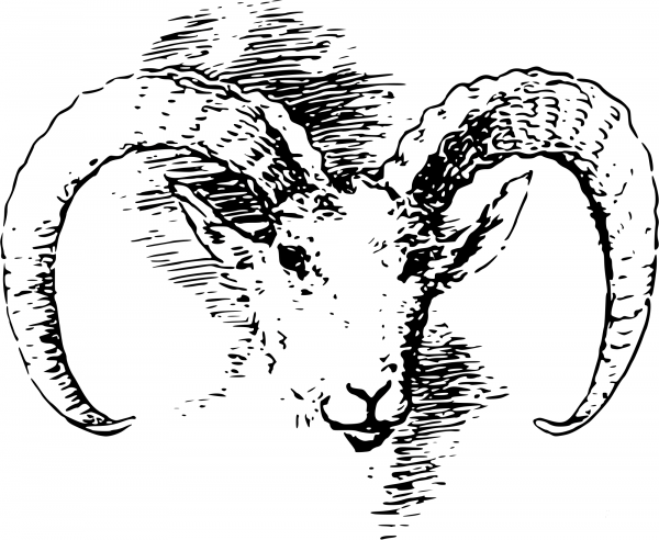 Vintage Wild Sheep coloring page image