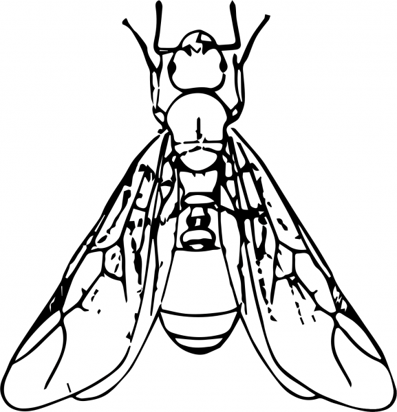 Vintage Winged Ant coloring page image