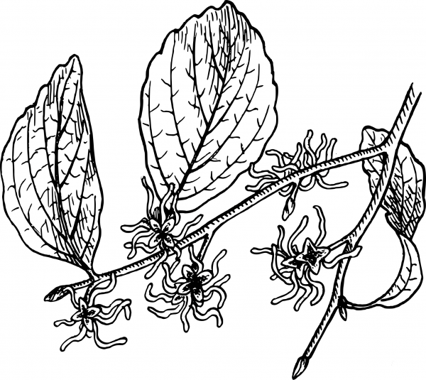 Vintage Witch Hazel coloring page image