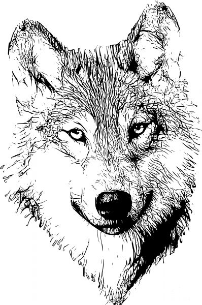 Vintage Wolf Head coloring page image