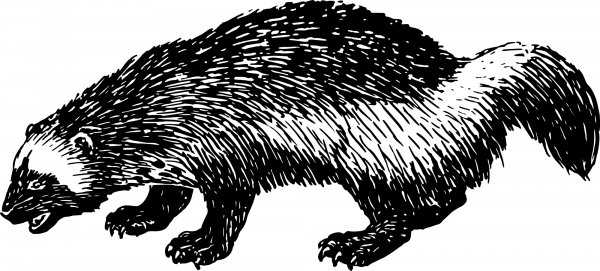 Vintage Woodchuck coloring page image