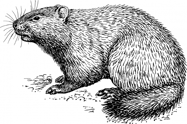 Vintage Woodchuck coloring page image
