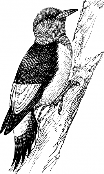 Vintage Woodpecker coloring page image