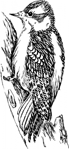 Vintage Woodpecker coloring page image