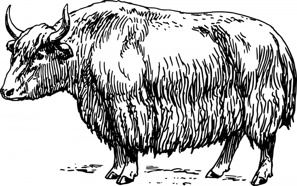 Vintage Yak coloring page image