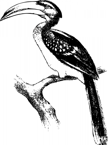 Vintage Yellow Billed Hornbill coloring page image