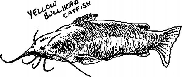 Vintage Yellow Bullhead Catfish coloring page image