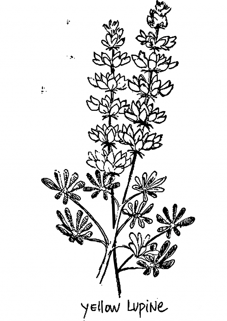 Vintage Yellow Lupine Cactus coloring page - ColouringPages
