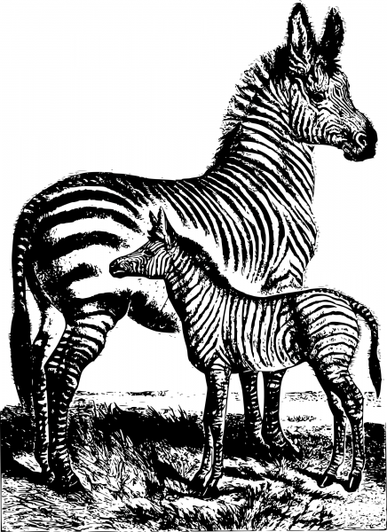 Vintage Zebra and Baby coloring page image