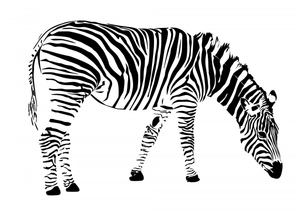 Vintage Zebra coloring page image