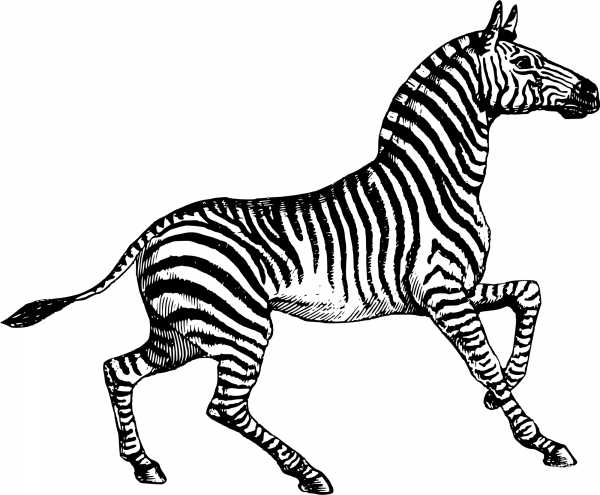 Vintage Zebra coloring page image