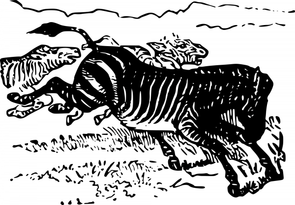 Vintage Zebra Isolated coloring page image