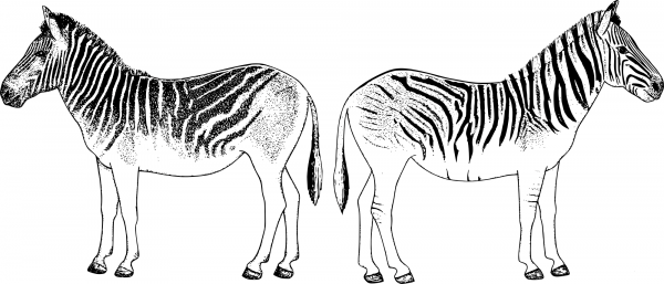 Vintage Zebras Back to Back coloring page image
