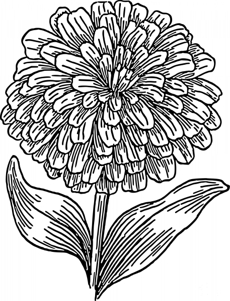 Vintage Zinnia coloring page image