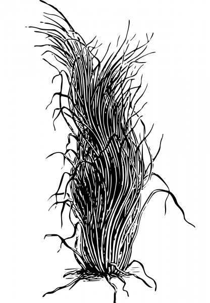 Vintage Zosterite coloring page image