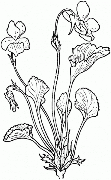 Viola Adunca or Pale Mountain Violet coloring page image