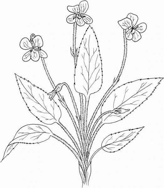 Viola Fimbriatula or Northern Downy Violet coloring page image