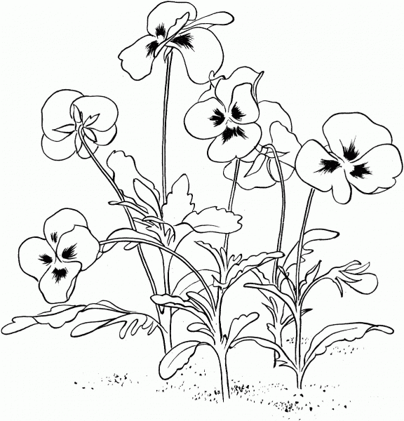 Viola Tricolor or Pansy coloring page image