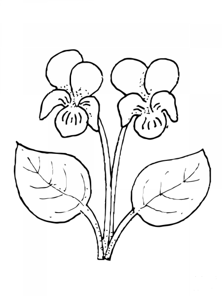 Violet Flower coloring page image