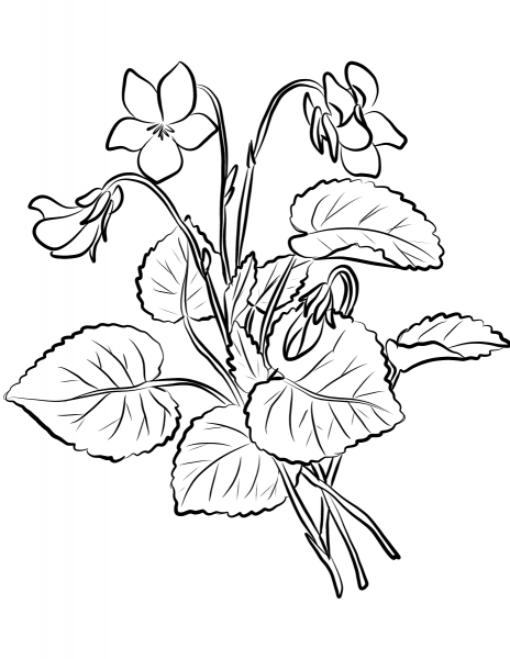 Violets coloring page image