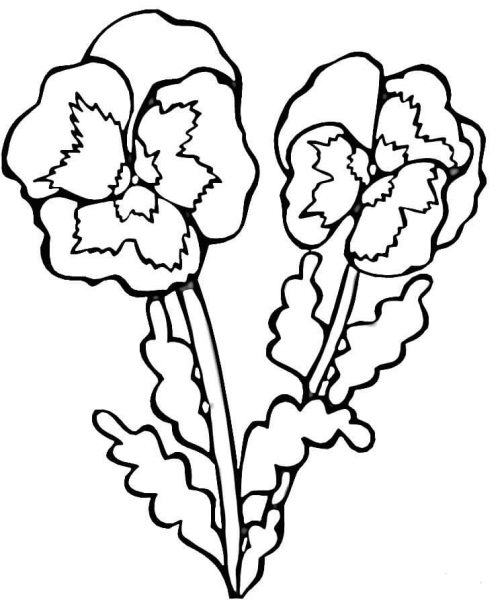 Violets  coloring page image