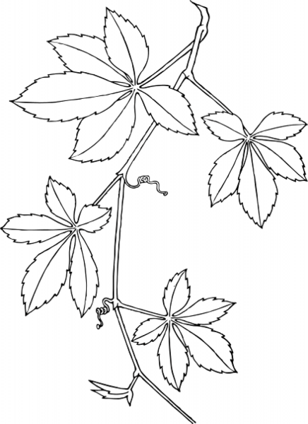 Virginia Creeper Grape coloring page image