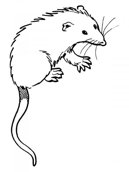 Virginia Opossum coloring page image