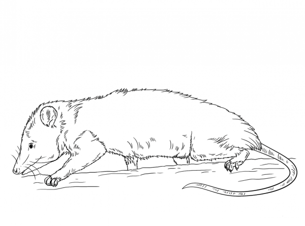 Virginia Opossum coloring page image
