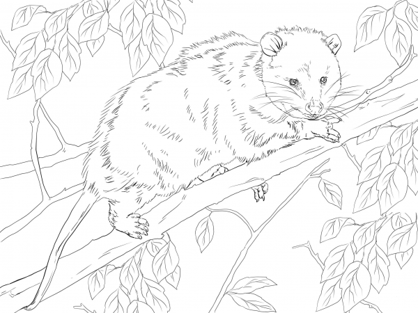 Virginia Opossum on a Tree coloring page image