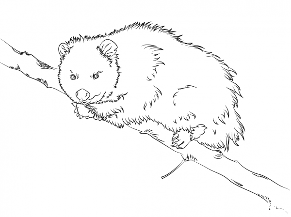 Virginia Opossum sits on a Tree  coloring page image