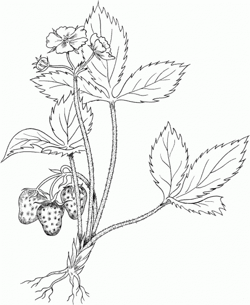Virginia Strawberry or Wild Strawberry coloring page image