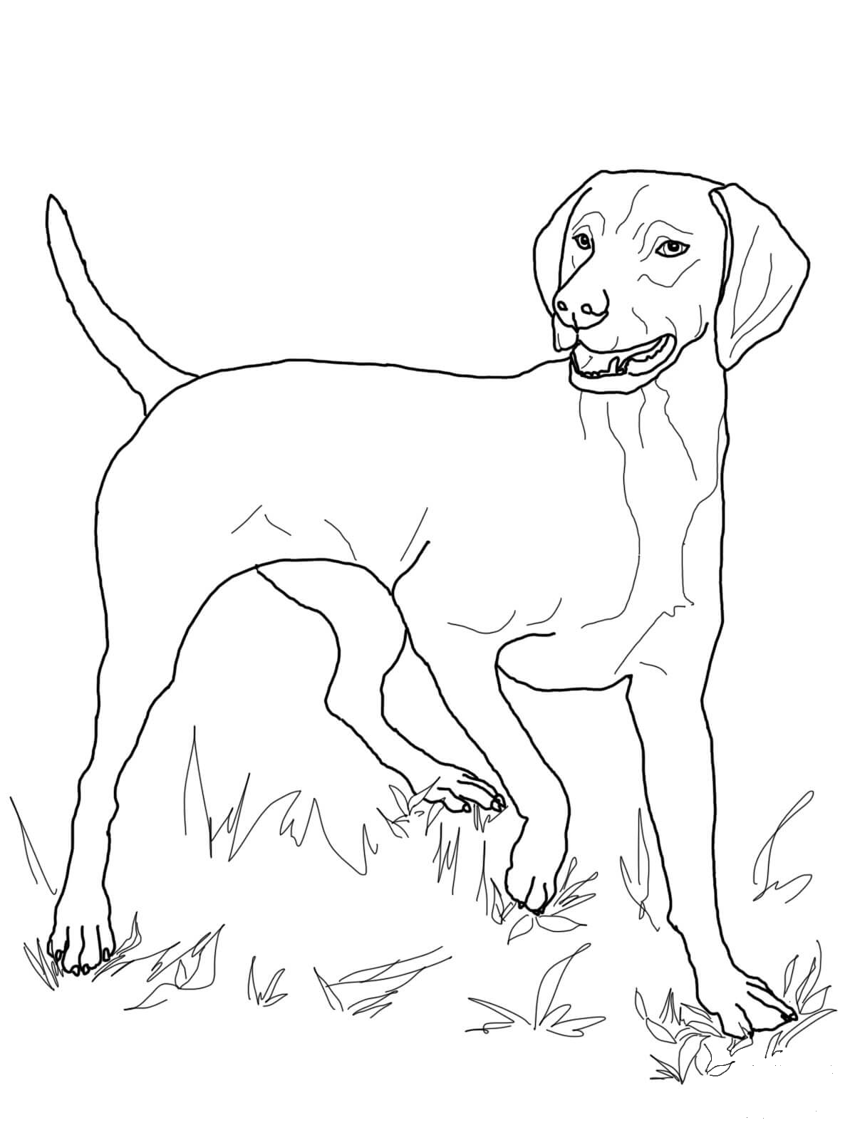 Vizsla coloring page - ColouringPages