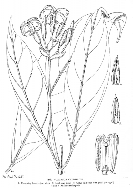 Voacanga Caudiflora coloring page image