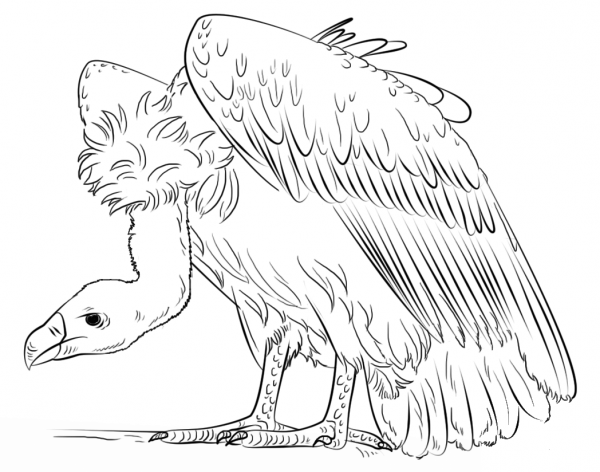 Vulture coloring page image