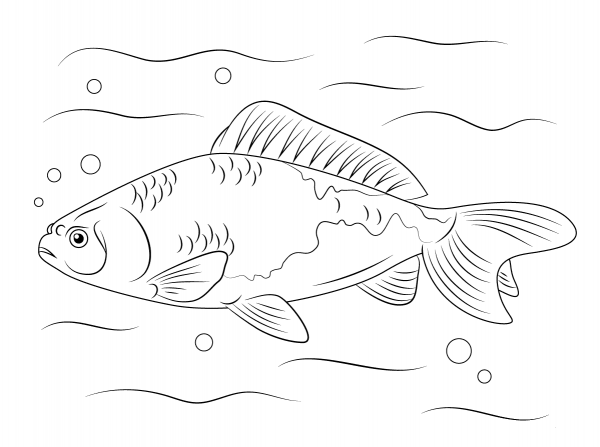 Wakin Goldfish  coloring page image