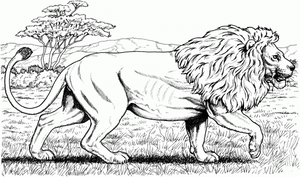 Walking African Lion coloring page image