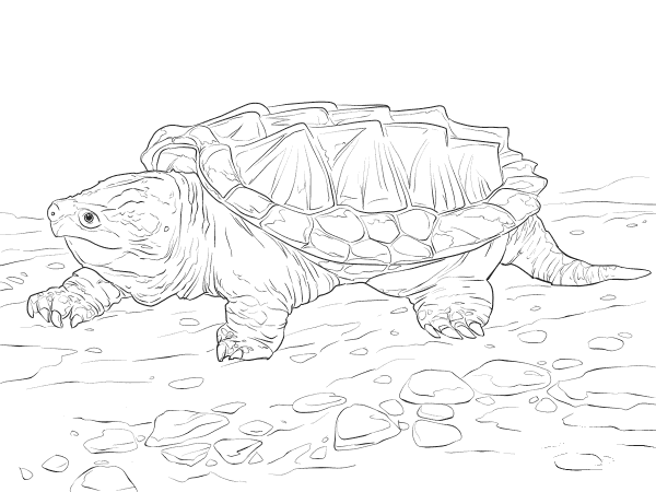 Walking Alligator Snapping Turtle coloring page image