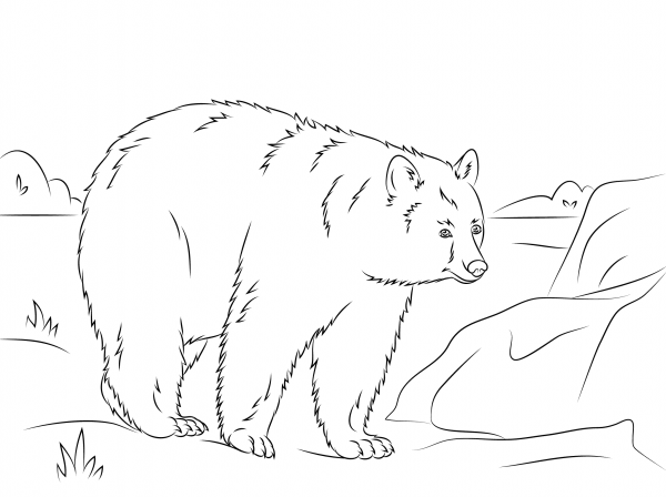 Walking American Black Bear coloring page image