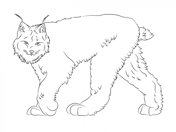 Walking Canadian Lynx coloring page image